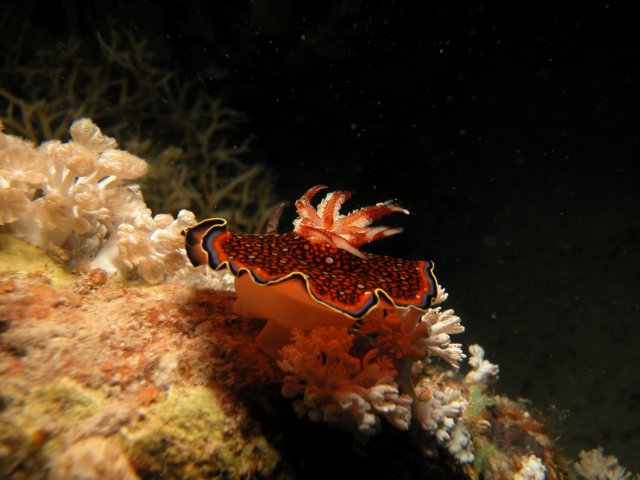 Photograph
